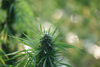平面细节的CBD植物在户外种植与闪光