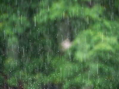 雨和树的背景