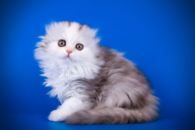 苏格兰折长毛猫