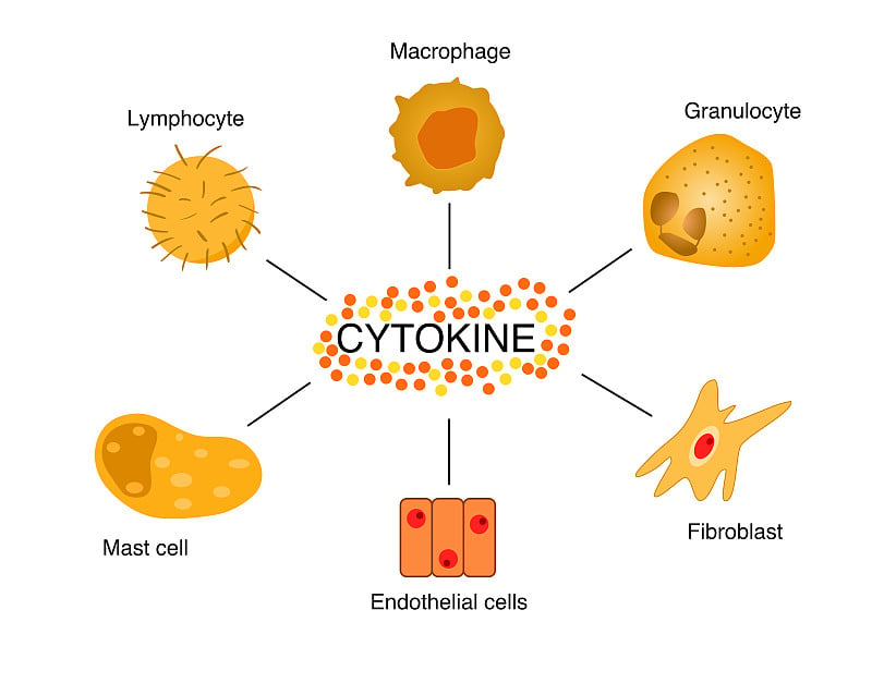 细胞因子的细胞