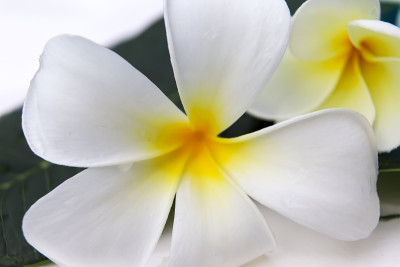 白色Plumeria花