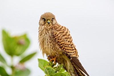 普通Kestral。
