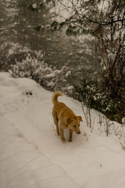 印度狗在大自然的雪地上奔跑和玩耍