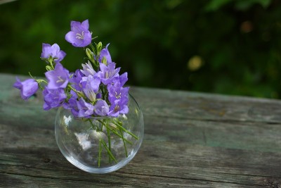 蓝铃花在圆形玻璃花瓶里是紫色的。旧的木桌