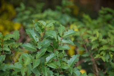 Ligustrum清明的。女贞子常被用作观赏树，有时以杂色的形式。蜡叶女贞子绿色灌木。