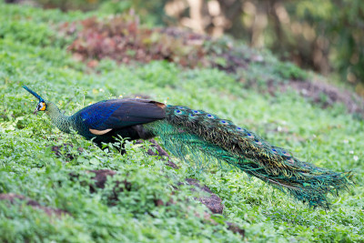 雄性绿色孔雀或爪哇孔雀(Pavo muticus)