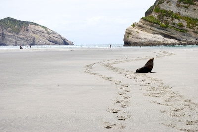 Lone Seal，码头ariki海滩，金湾，新西兰