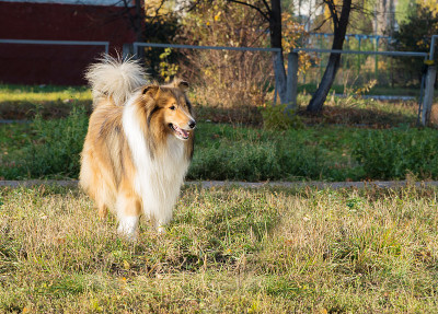 牧羊犬在公园散步