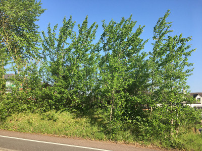 2018年5月，埃克塞特的灰杨树