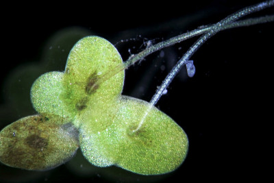 镜检下的自由漂浮水生浮萍属植物