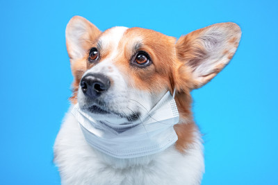 这是一只生病的威尔士柯基犬的肖像，戴着蓝色背景上的白色防毒医用面具。宠物保护概念