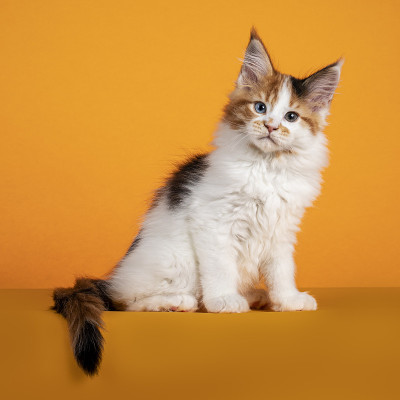 缅因猫的小猫在橙色的背景