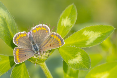 棕色黑斑蝶，Aricia agestis，俯视图，张开翅膀