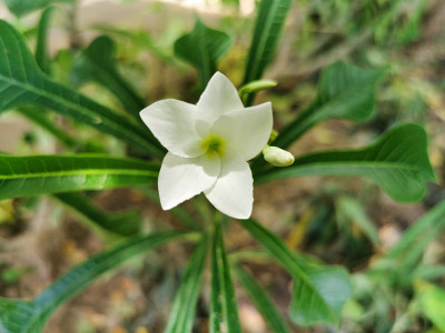 一朵美丽的白色茉莉花，叶子是绿色的。美丽的鲜花在花园里
