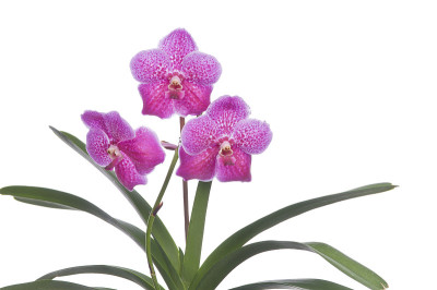 兰花花