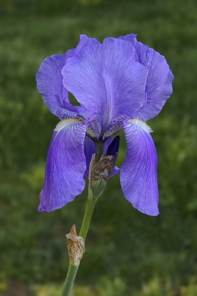 甜蜜的虹膜花