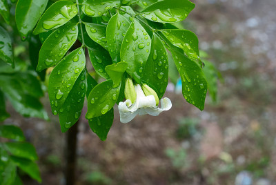 橙色茉莉花和雨滴