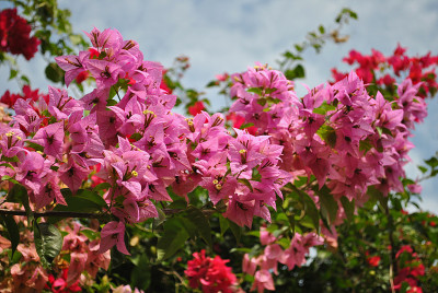 叶子花属的花