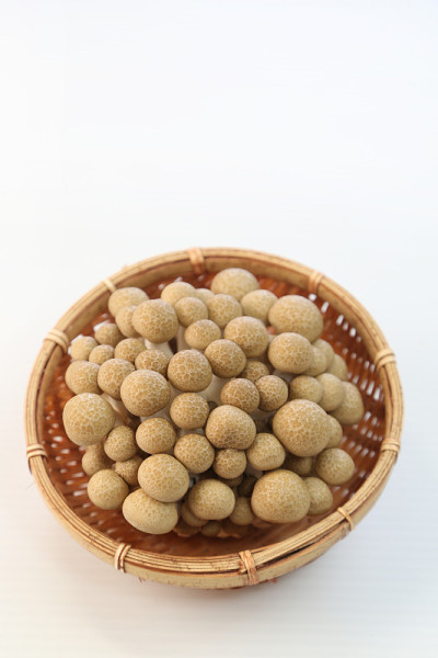 山毛榉食用香草
