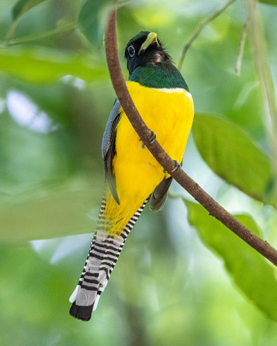 男性黑人喉部trogon
