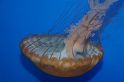 水母