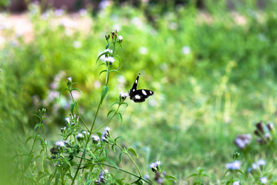 Eggfly蝴蝶