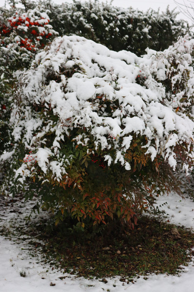 天竹或被雪覆盖的家竹