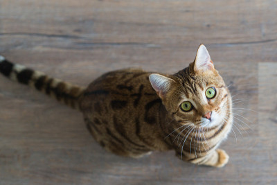 一只美丽的孟加拉猫在房间里玩耍