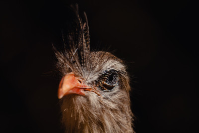 表情丰富的红腿系列(Cariama cristata)肖像。也被称为冠毛cariama。