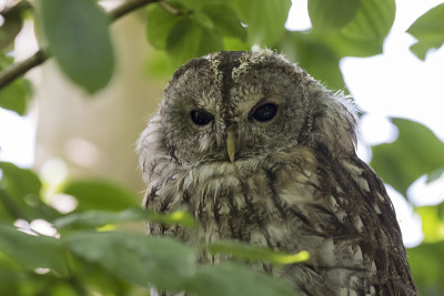 褐猫头鹰(Strix aluco)眨着眼睛