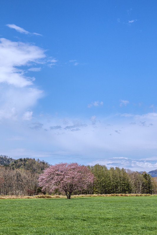 樱花盛开在北海道的草地上