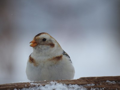 雪麻雀