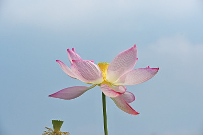 莲花
