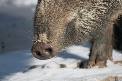野猪的鼻子靠近(Sus Scrofa)