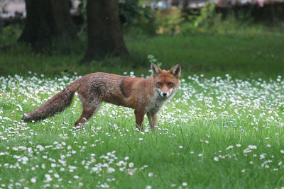 野生红狐狸