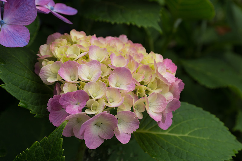 绣球花在日本镰仓的花园里