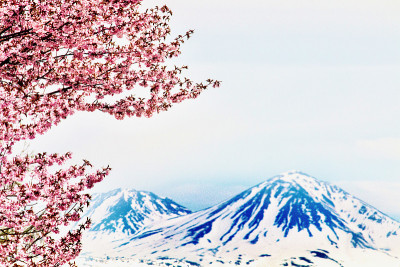 樱花和朝霞