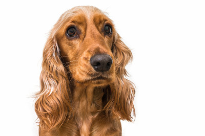 孤立在白色上的英国可卡犬