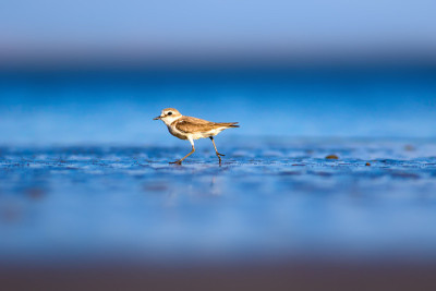 可爱的小水鸟。自然背景。常见的水鸟:肯特鸻。Charadrius alexandrinus。