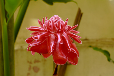 火炬姜花