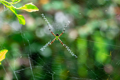佛罗里达花园蜘蛛(Argiope Florida)的网与之字形稳定(网装饰)-彭布罗克松，佛罗里达，