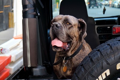 意大利獒犬Cane Corso坐在一辆车的后面