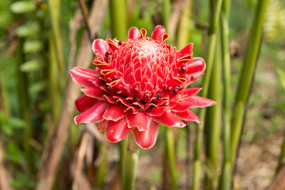 火炬姜花