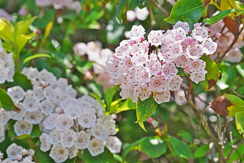 Kalmia