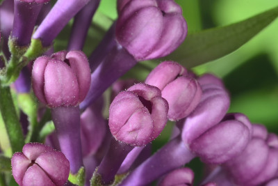 丁香花蕾