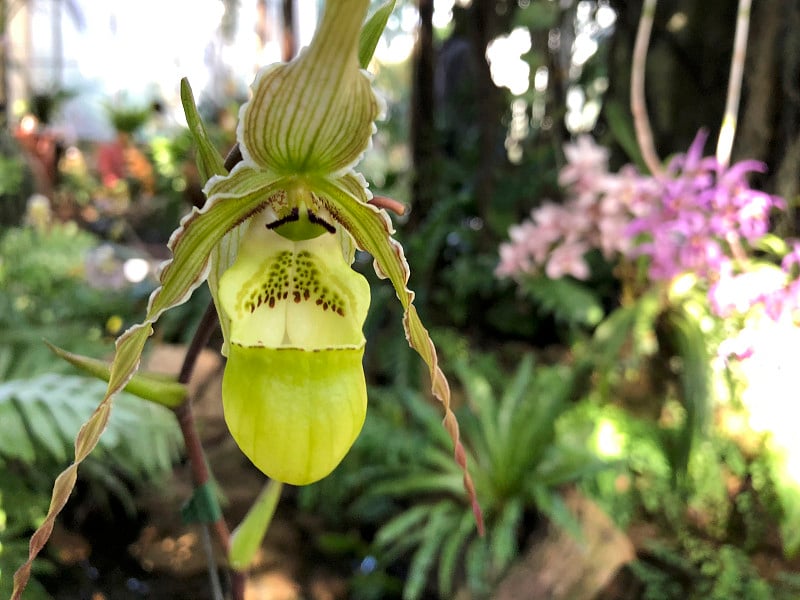 兰花phragmipedium richteri