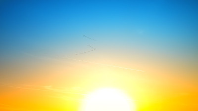 野鹅