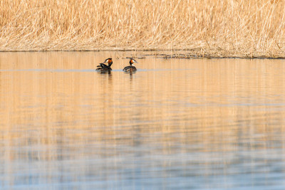 大冠grebe (Podiceps cristatus)水鸟，鸟在平静的湖水中游泳。