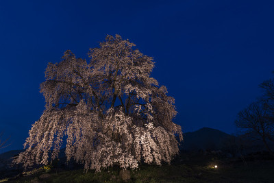 夜晚哭泣的樱桃树