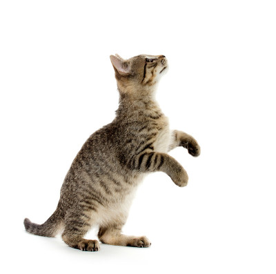 可爱的虎斑小猫